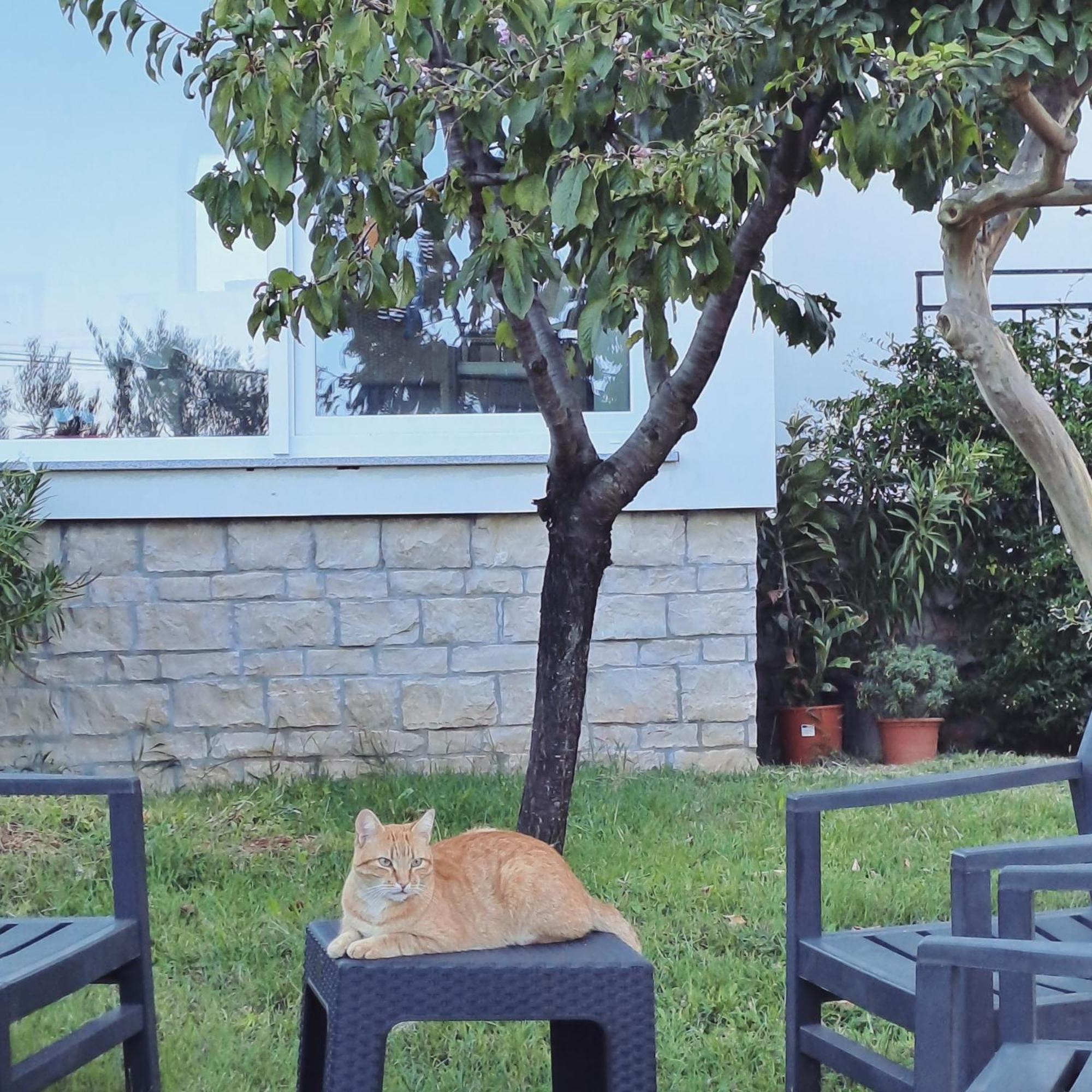 New Apartment Vivano V I D With Amazing View زامبراتيجا المظهر الخارجي الصورة